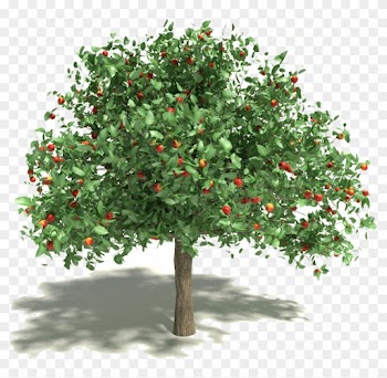 Hang Out With Henry Fonda Every Day We Almost Always - Apple Tree