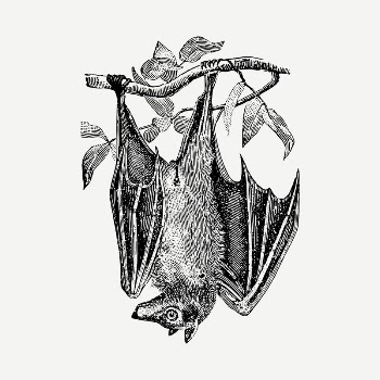 Hanging bat collage element, black | Free PSD - rawpixel