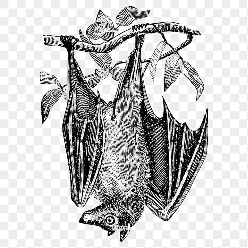 Hanging bat png sticker illustration, | Free PNG - rawpixel