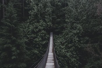 hanging bridge on forest