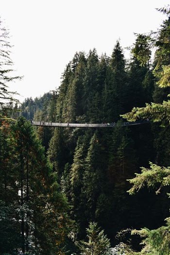 hanging bridge surrounded by forest