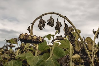 Hanging Dead Sunflower
