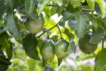 Hanging Green Fruits