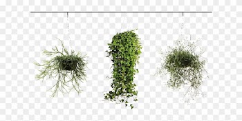 Hanging Plants Around Your Home - Pond Pine