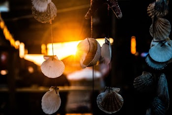 Hanging Shell Decor