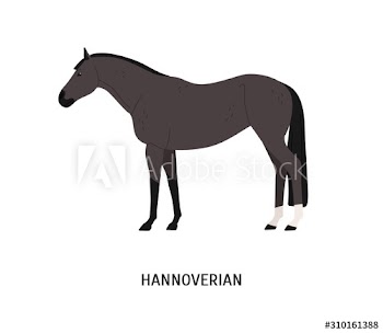 Hannoverian horse flat vector illustration