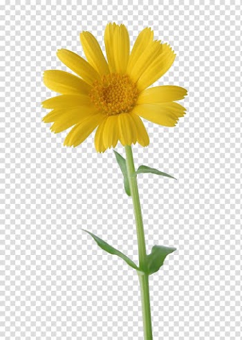 Happiness Thursday Animation, sunflower transparent background PNG clipart