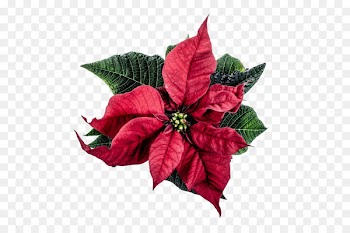Happiness Wish Love Smile - Poinsettia plants 