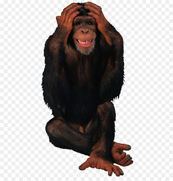 Happy Birthday Giphy Monkey - orangutan 