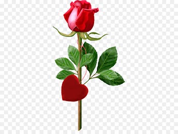 Happy Birthday to You Party Wedding anniversary - red rose 