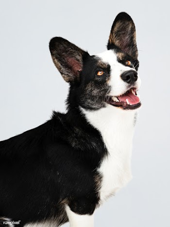 Happy Cardigan Welsh Corgi dog | Free stock psd mockup - 542106
