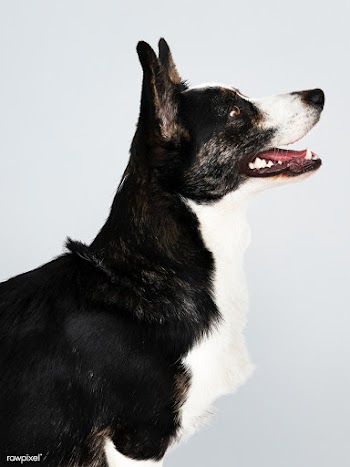 Happy Cardigan Welsh Corgi dog | Free stock psd mockup - 542115