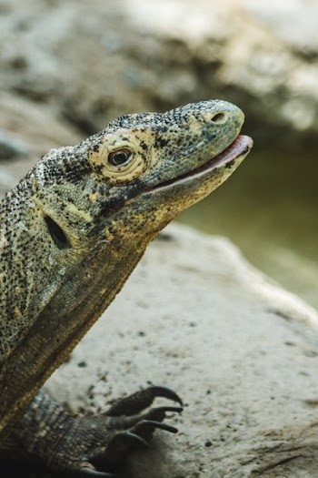 Happy Komodo Dragon