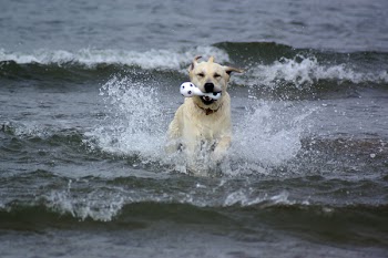 Happy_Lab.jpg