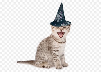 Happy laughing cat 