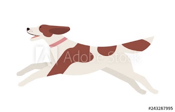 Happy running dog with patched coat