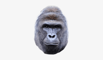 Harambe PNG & Download Transparent Harambe PNG Images for Free ...