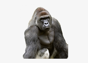 Harambe Png - Harambe Gorilla - Free Transparent PNG Download - PNGkey