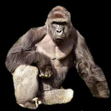 Harambe ( transparent background ) by JORPAGE on DeviantArt