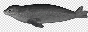 Harbor seal animal PNG images free download