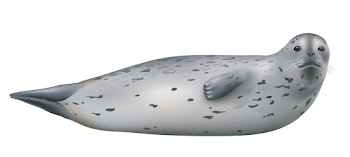 Harbor Seal Identification Tips :: NOAA Fisheries West Coast Region