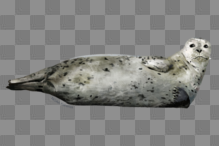 Harbor Seal | NOAA Fisheries