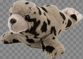 Harbor Seal PNG Photo