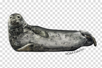 Harbor Seal Transparent Image