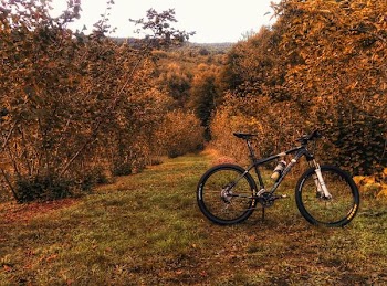 hardtail bike on grass field between trees