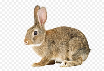 Hare Easter Bunny Cottontail rabbit Bunnies & Rabbits European rabbit - Small gray rabbit 