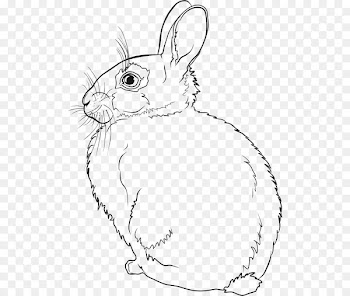 Hare Easter Bunny Line art Rabbit Drawing - rabbit 