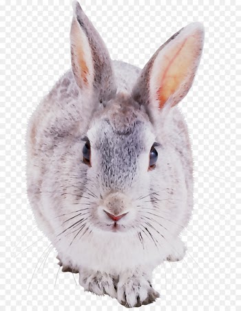Hare European rabbit Domestic rabbit Clip art -  