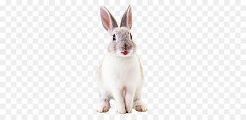 Hare French Lop Domestic rabbit Netherland Dwarf rabbit Easter Bunny - rabbit 