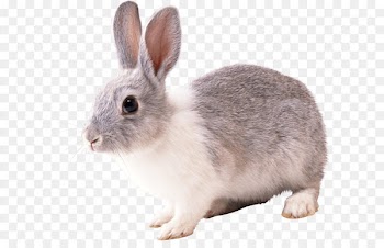 Hare French Lop Easter Bunny Rabbit - Rabbit Png Image 