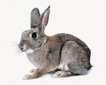 Hare isolated on white, real | Free PSD - rawpixel