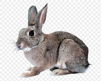 Hare png clipart, pet, transparent | Free PNG - rawpixel