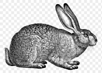 Hare png sticker, rabbit hand | Free PNG - rawpixel