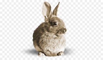 Hare Rabbit Salted duck egg - Brown Bunny 