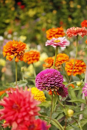harkness_garden1.JPG
