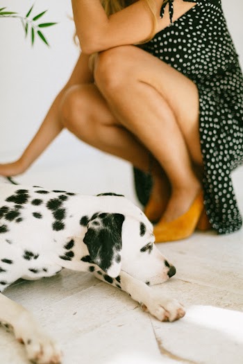 Harlequin Dalmatian Dog Near Woman Wearing Black-and-white Polka-dot Dress
