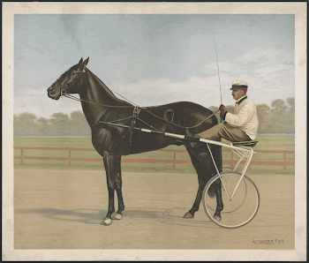 [Harness horse and rider] | Free Photo - rawpixel