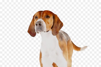 Harrier English Foxhound American Foxhound Beagle Hamilton Hound -  