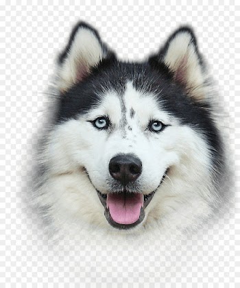 Harrington Elementary School Bio Groom Extra Body Shampoo Bio-Groom Siberian Husky - laika filigree 