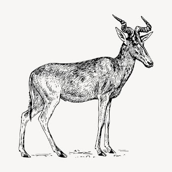Hartebeest clipart, vintage animal illustration | Free Vector - rawpixel