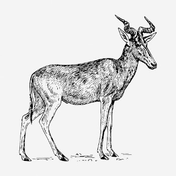 Hartebeest drawing, vintage wildlife illustration. | Free Photo - rawpixel