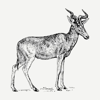 Hartebeest drawing, vintage wildlife illustration | Free PSD - rawpixel