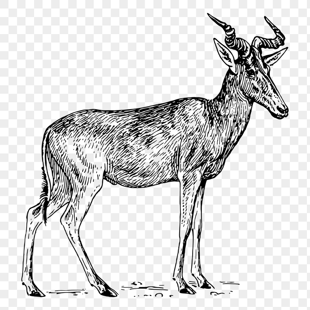 Hartebeest png sticker, vintage animal | Free PNG - rawpixel