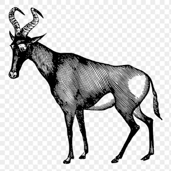 Hartebeest png, wild animal drawing | Free PNG - rawpixel