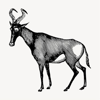 Hartebeest wild animal clipart, vintage | Free Vector - rawpixel