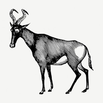 Hartebeest wild animal collage element, | Free PSD - rawpixel